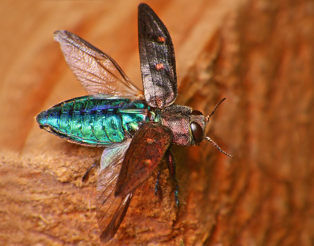 Wood-boring beetle to fly