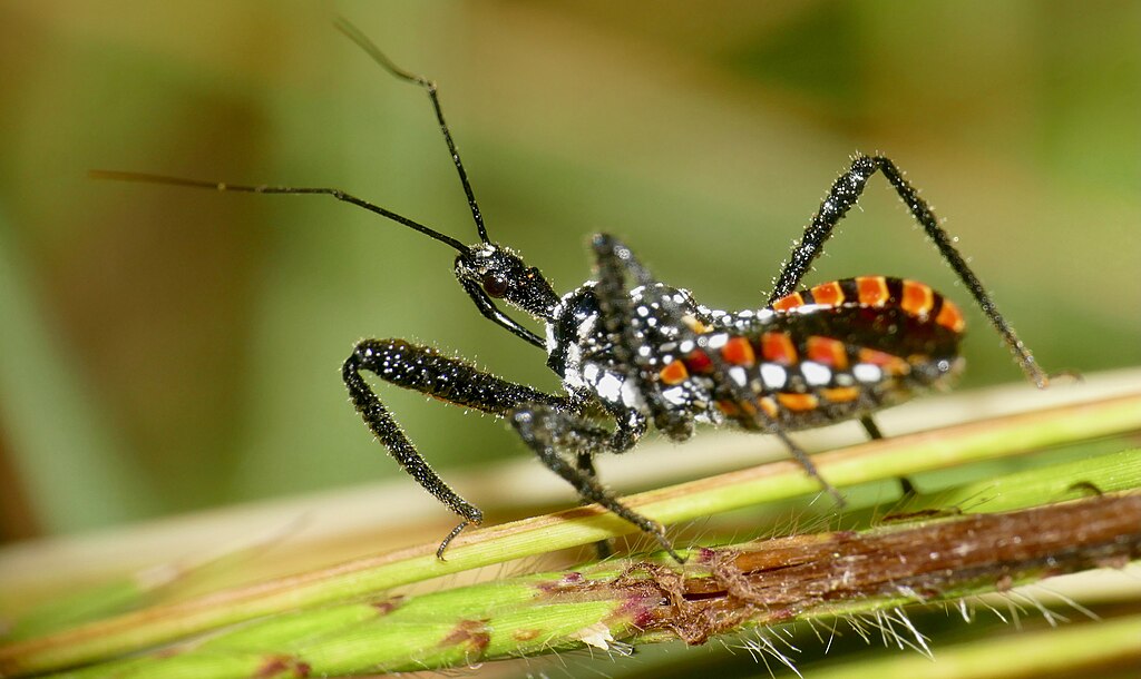 Assassin bug on a plant
