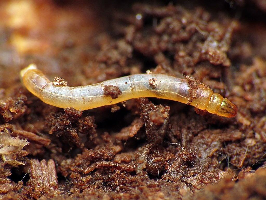 A fly larvae on ground