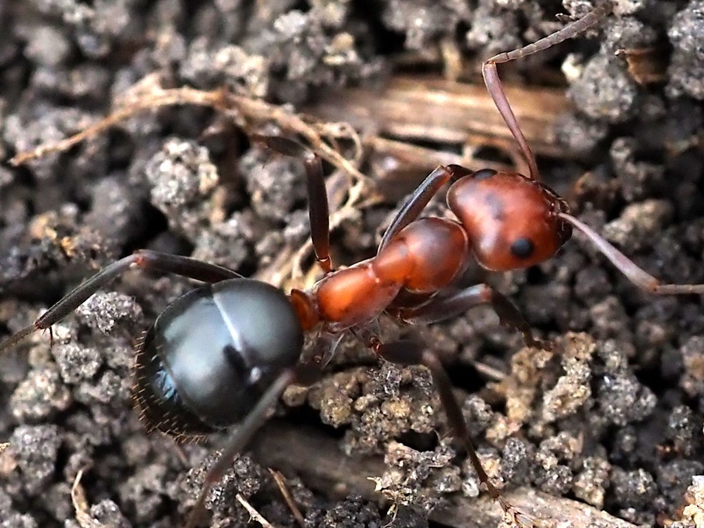 Allegheny mound ant dorsal view.