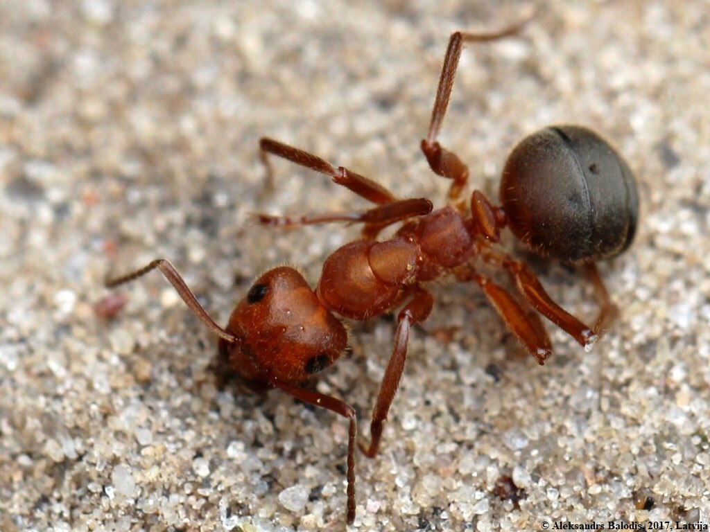 Formica truncorum on the sand