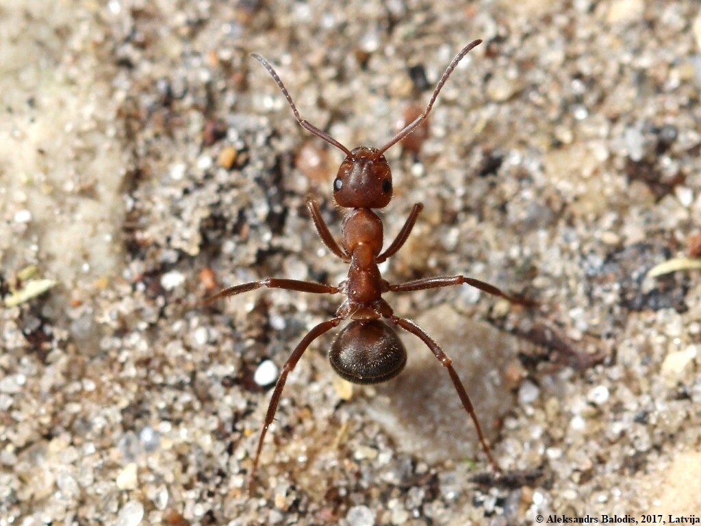 Formica truncorum on the sand, on the sand