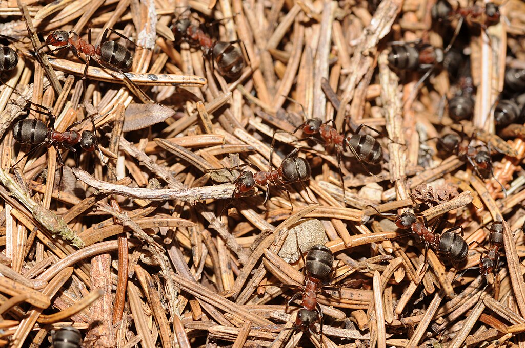 Ants on dried small branches
