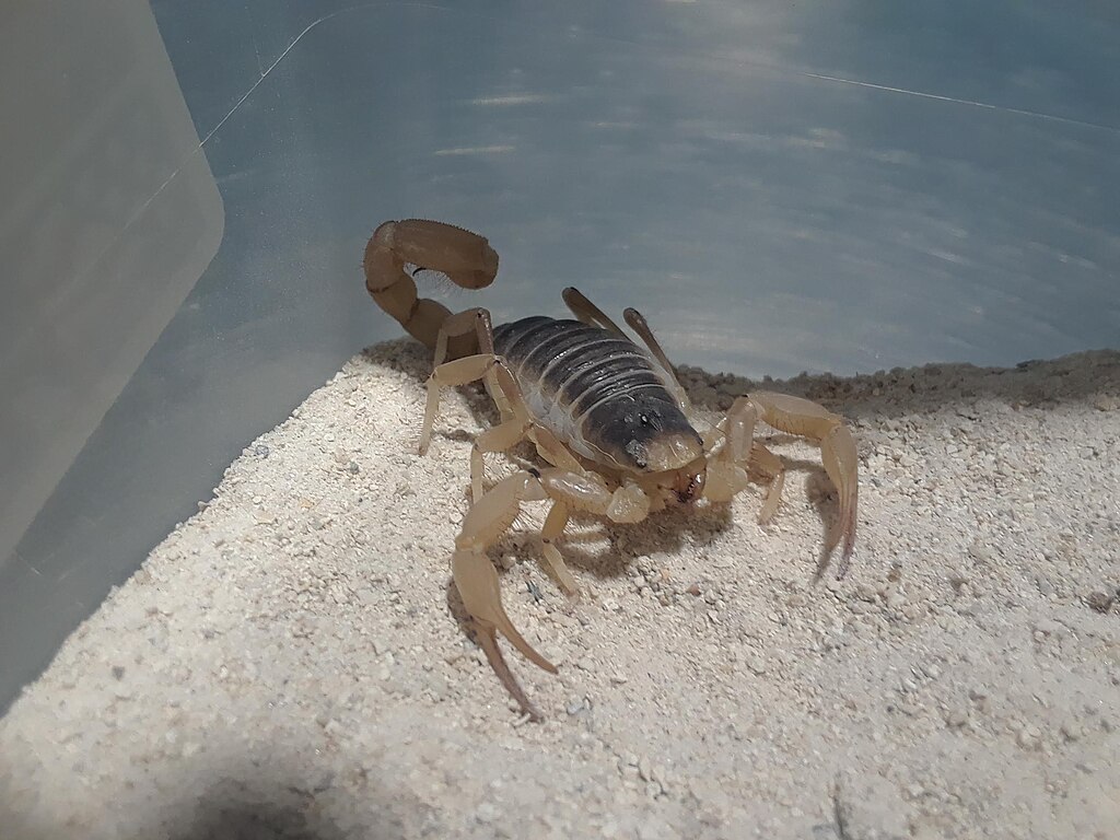 A scorpion on the sand
