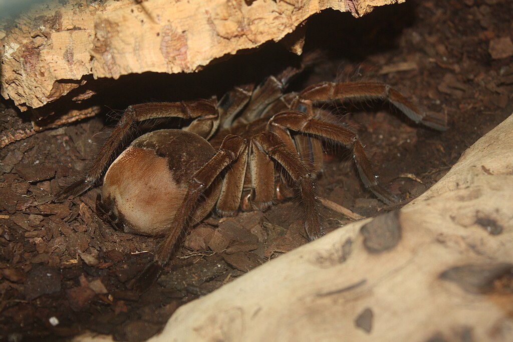 Goliath Bird-eating Tarantula under a rock