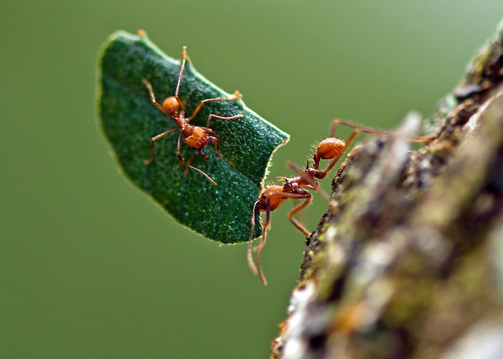 Hitchhiking leafcutter ant