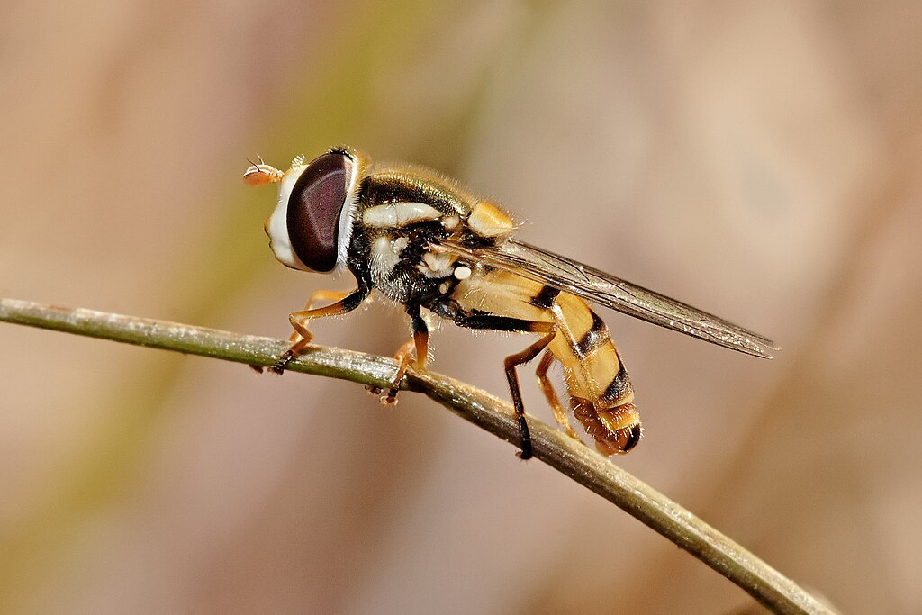 Hoverfly on a small branch, side view