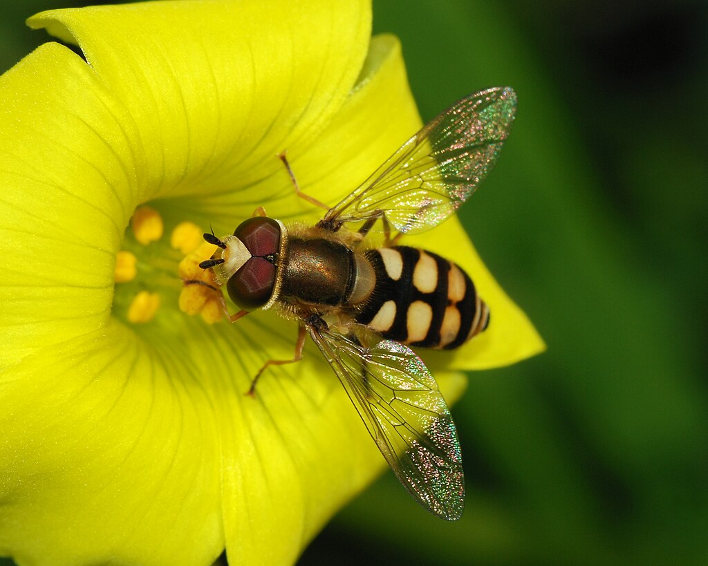 Hoverfly on a flower