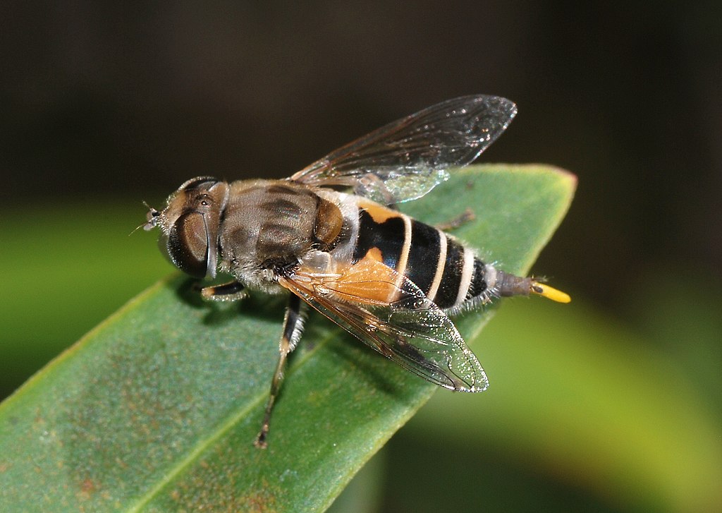 Hoverfly on a leaf