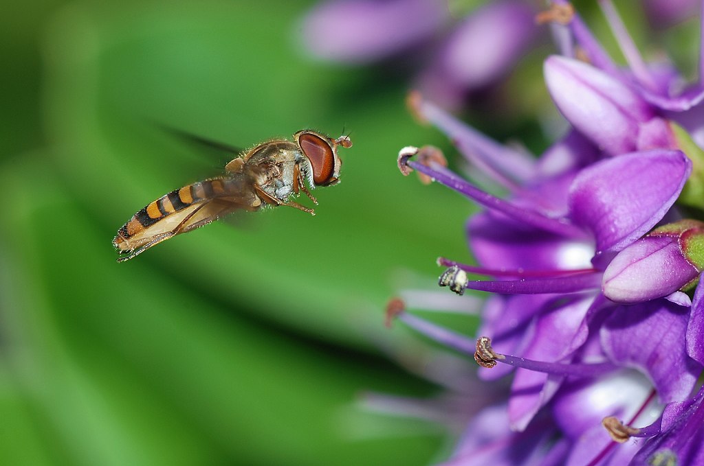 Hoverfly flying close to a flower