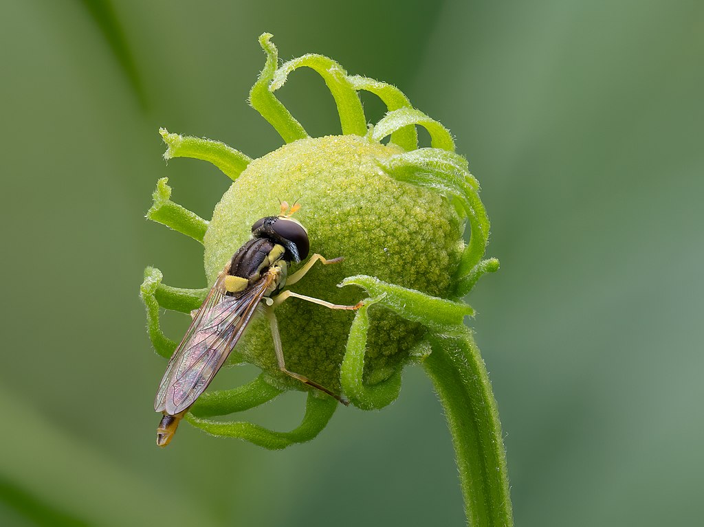 Hoverfly on a flower
