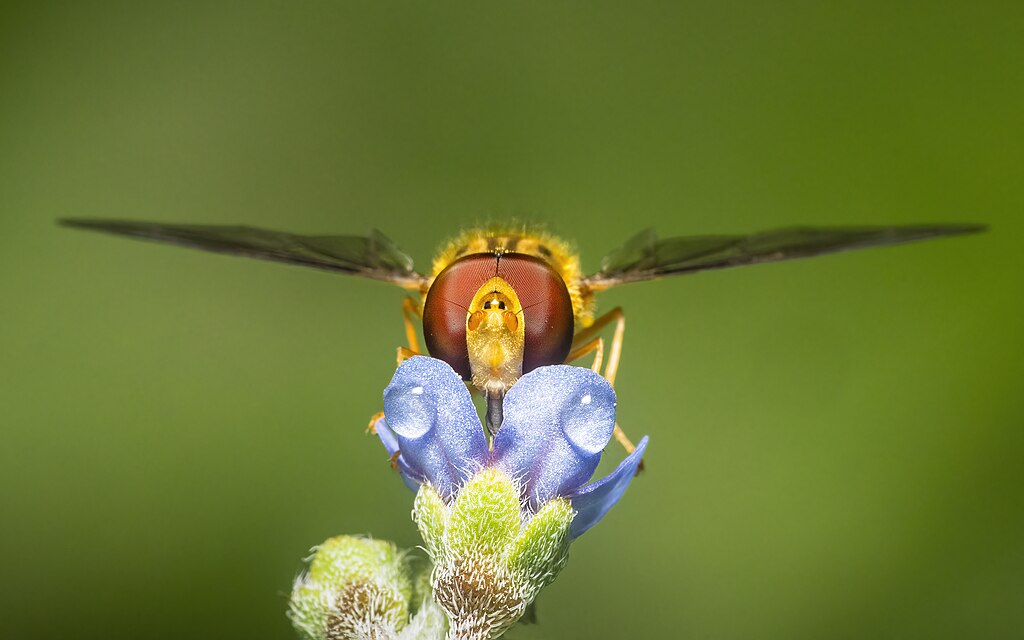 Hoverfly focus portrait