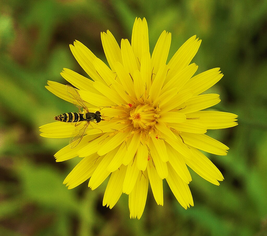 Hoverfly on a flower