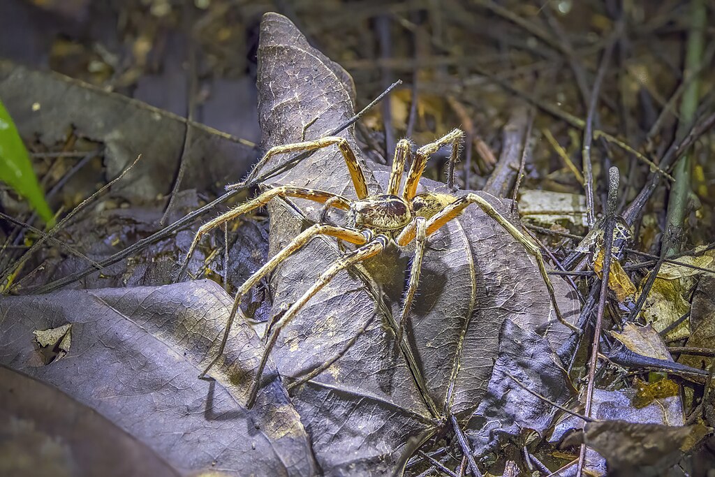 Huntsman spider on the leaves