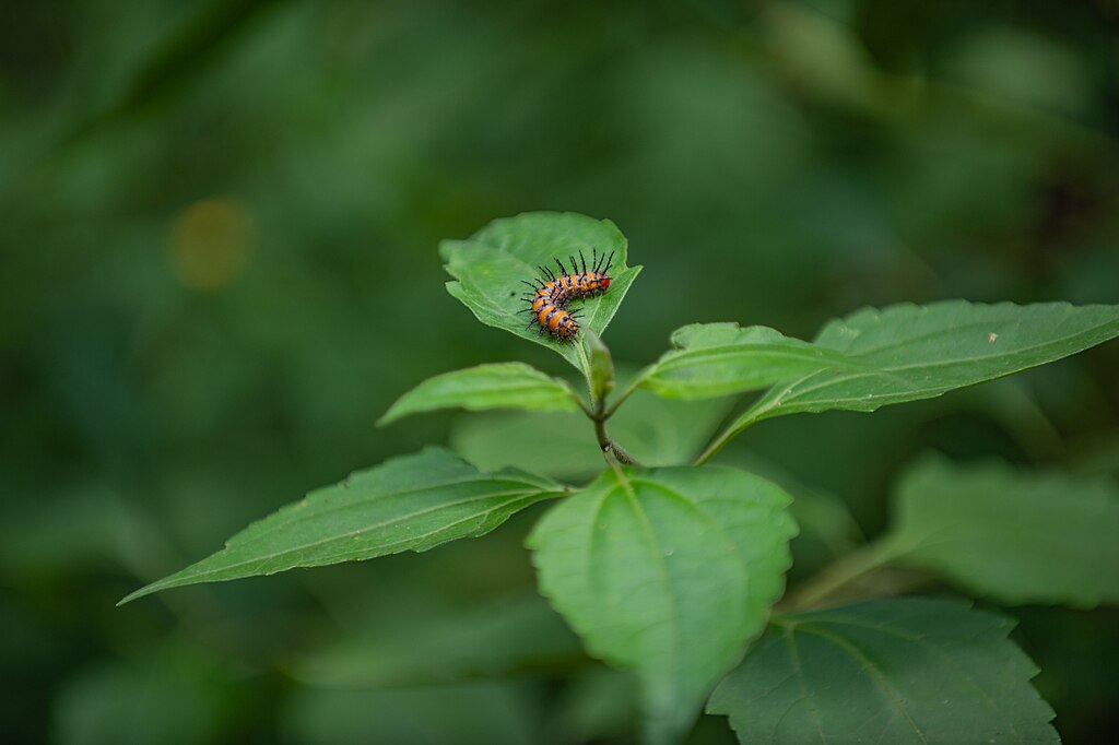 A caterpillar on the leaf