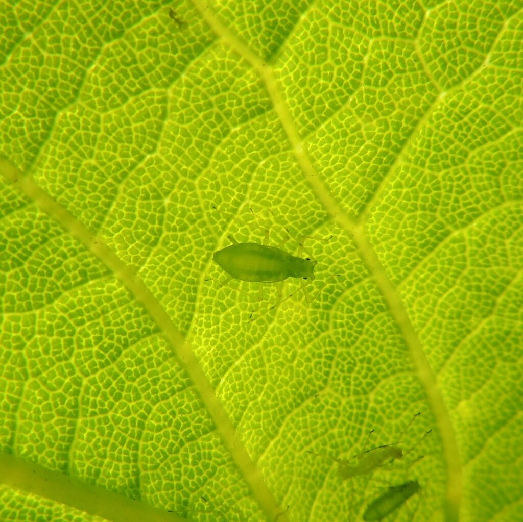 Insect underneath a leaf on a tree