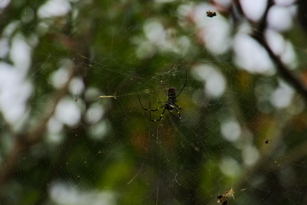Joro spider holding on its web