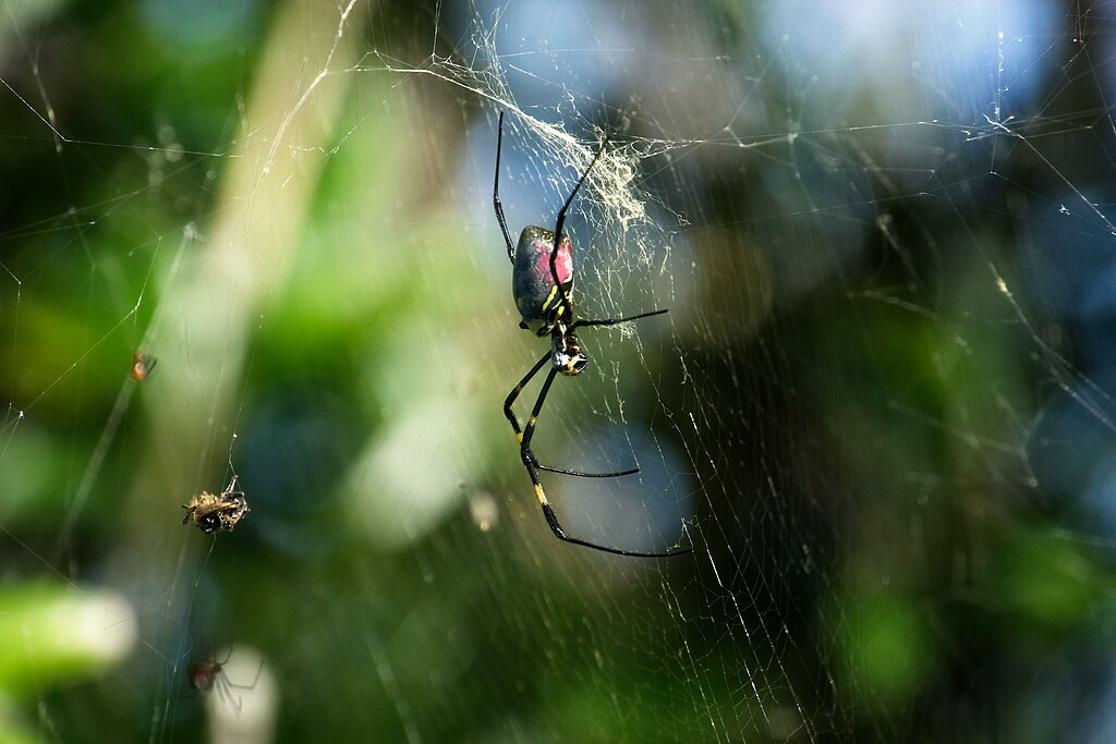 Joro spider on its web