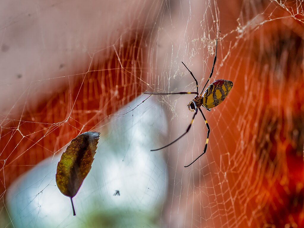 Joro spider with a leaf on its web