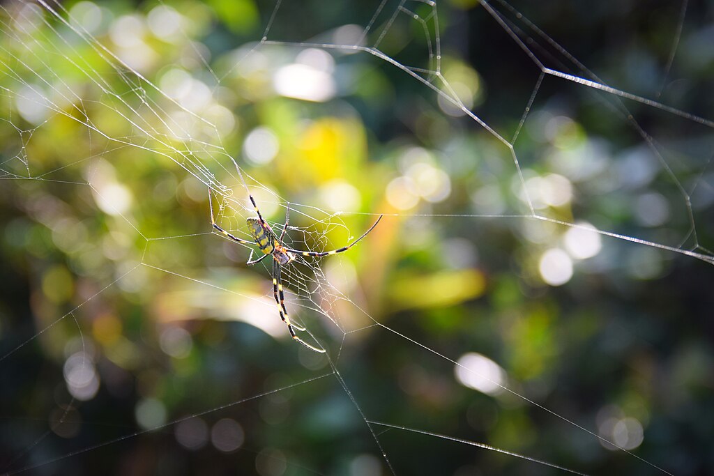 A joro spider on its web