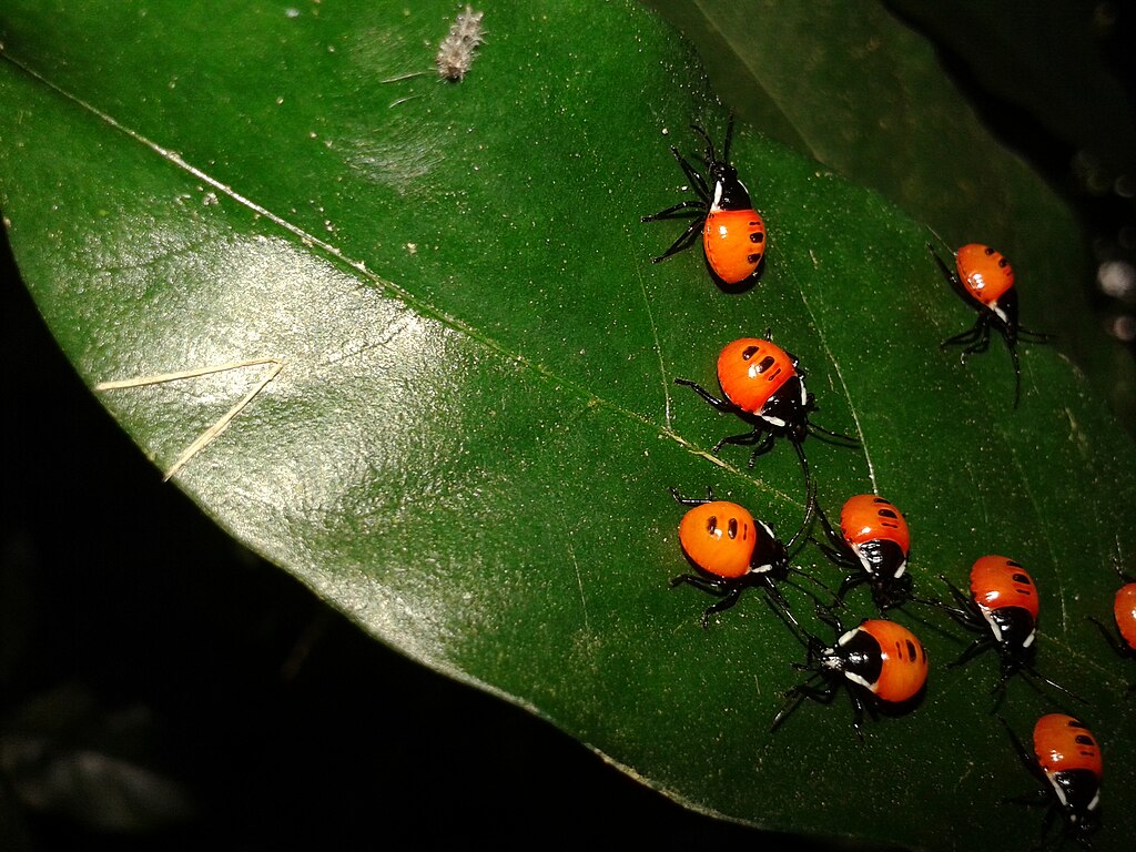 Ladybugs on the leaf