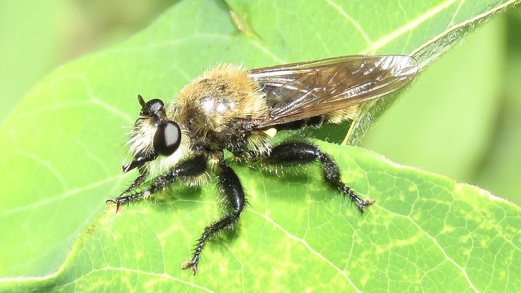Laphria posticata on a leaf