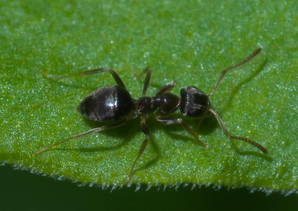 Cornified ant on the leaf