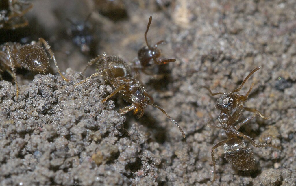 Cornified ants on land