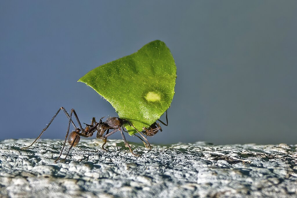Leaf-cutter ants carrying a leaf