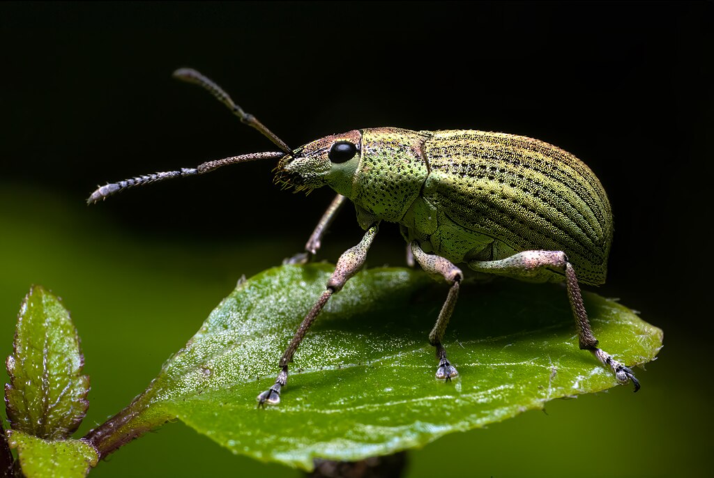A weevil on a leaf