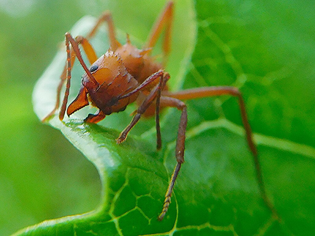 Leafcutter ant portrait close-up