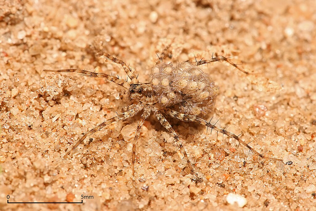Wolf spider on the sand, carrying young