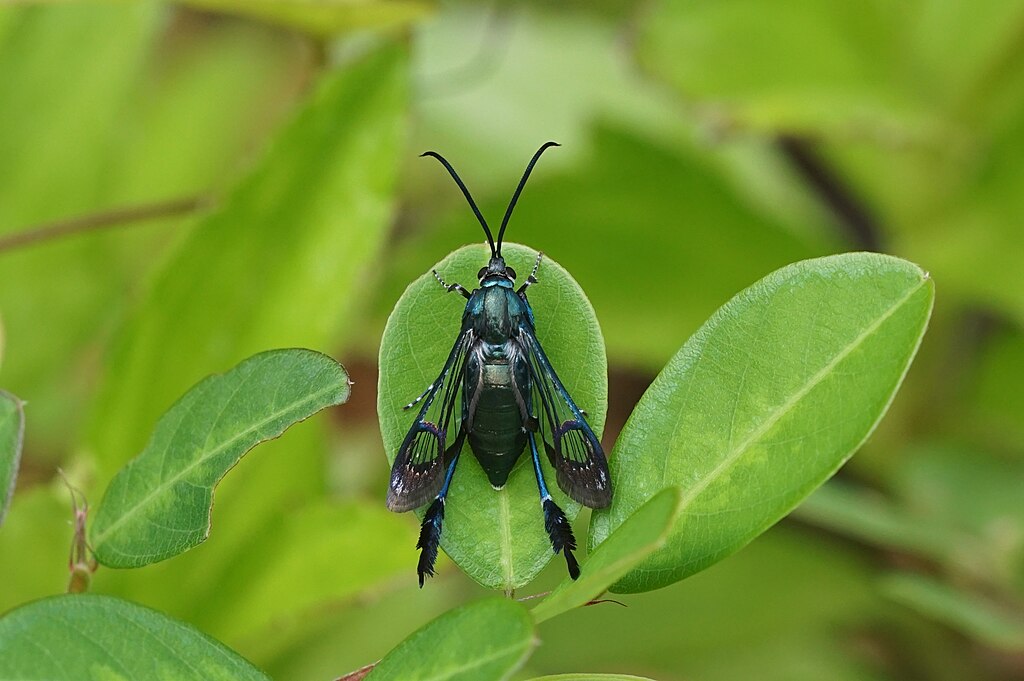 Clearwing moth on a leaf