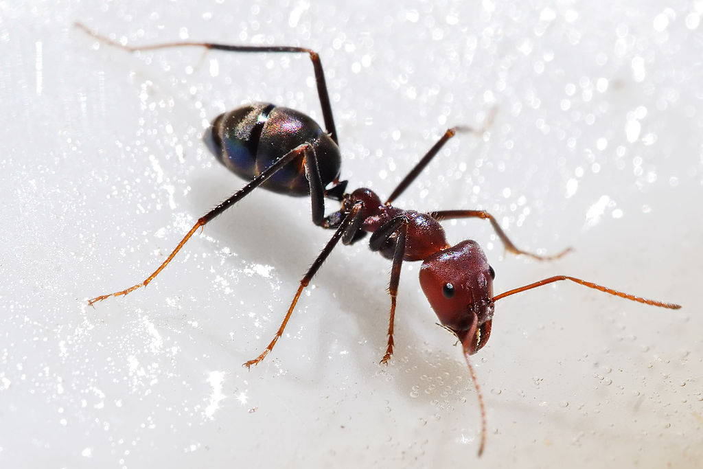 Meat-eater ant on a white background
