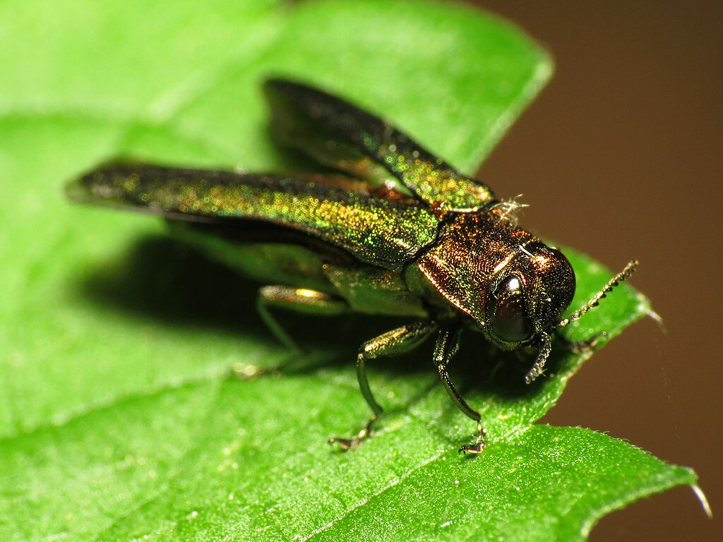 Wood-boring beetle on a leaf