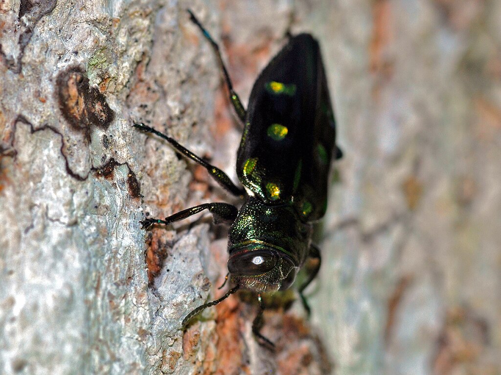 Wood-boring beetle on the tree