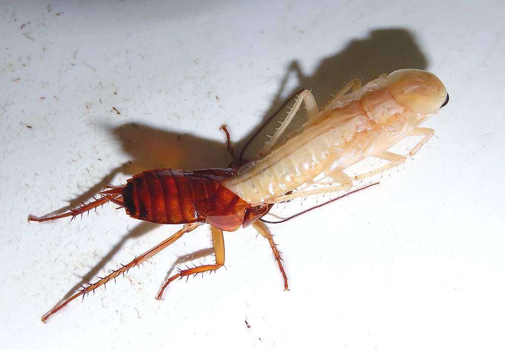 A cockroach molting 