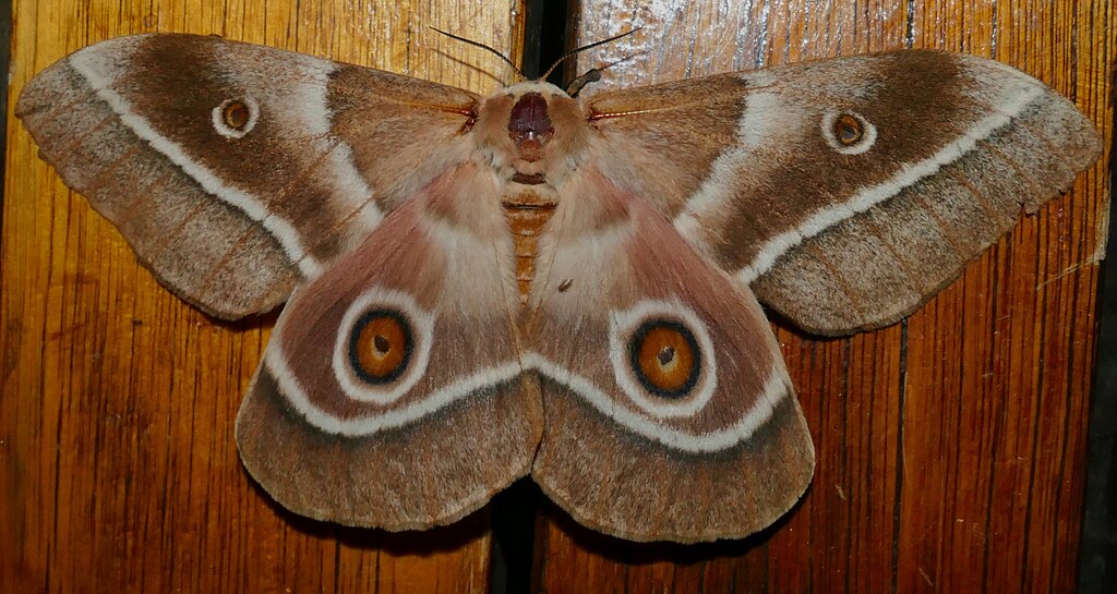 A Mopane Moth on the wood