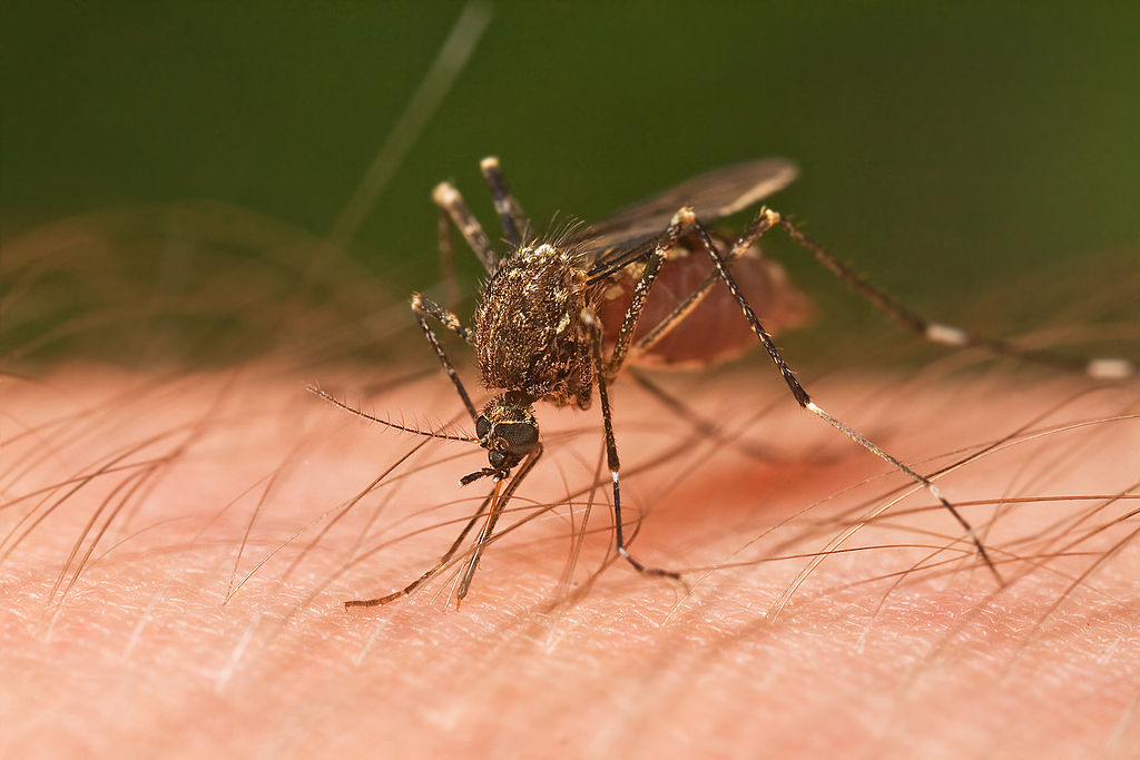 A mosquito on human skin