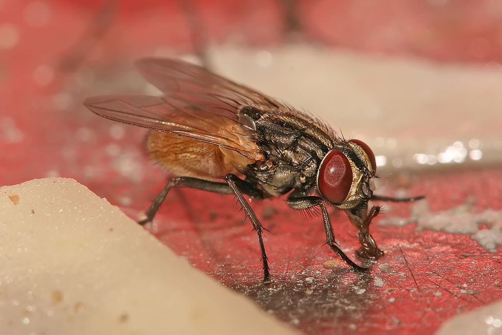 A housefly on red surface