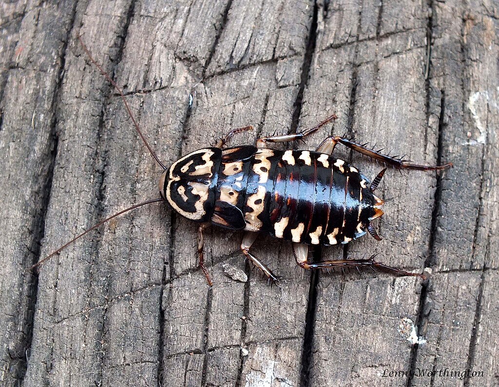 A cockroach on the wood