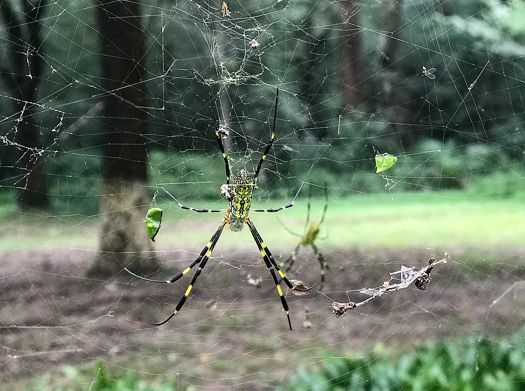 A joro spider on its web