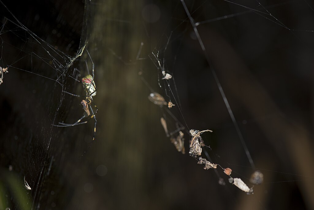 A joro spider on its web