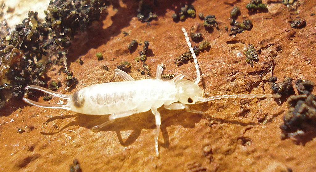 Earwig nymph