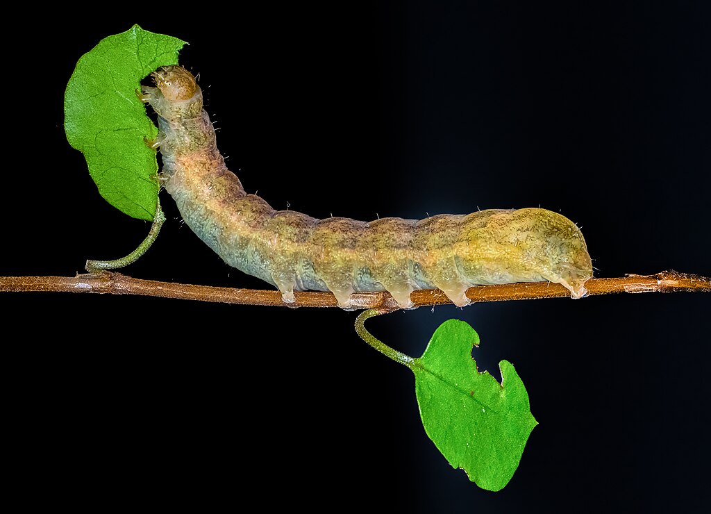 A caterpillar carrying a leaf