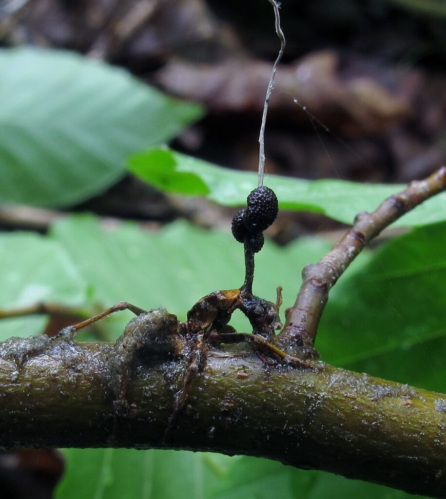Ophiocordyceps unilateralis on a tree branch