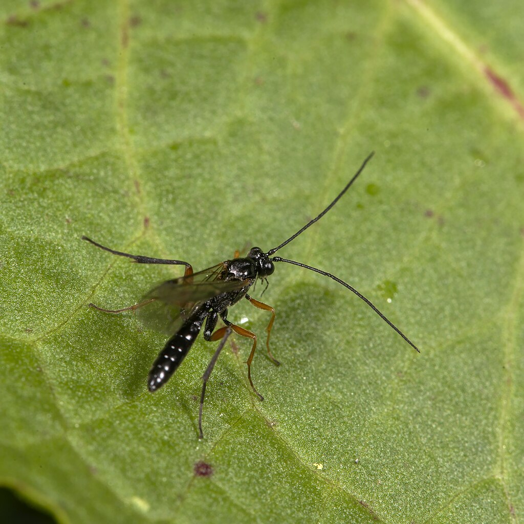 Parasitoid wasp on the leaf