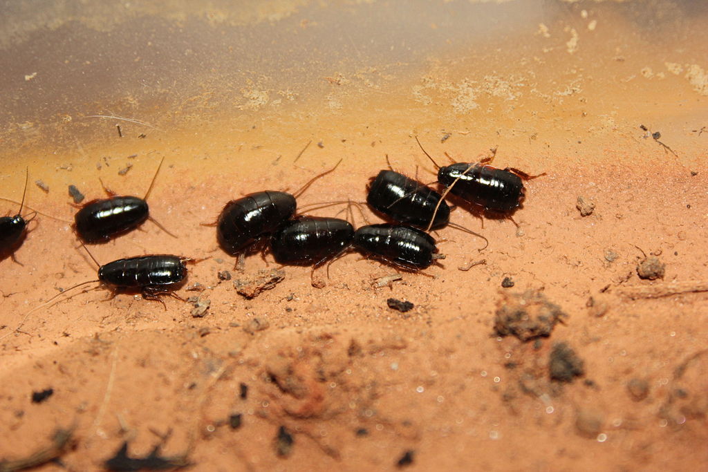 Cockroaches on land