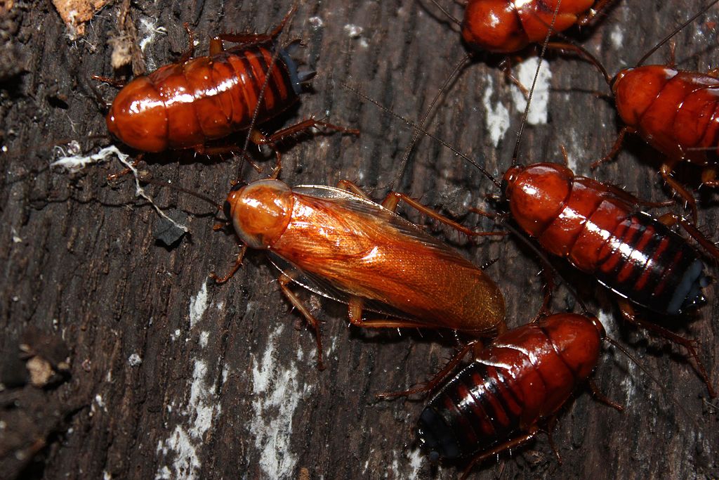 Adult male roach and nymphs in the older instar stages.