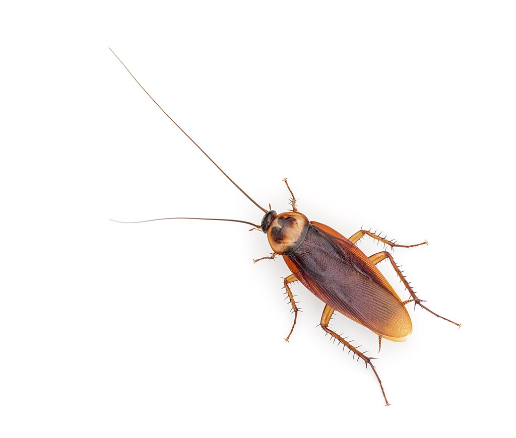 A cockroach on white background